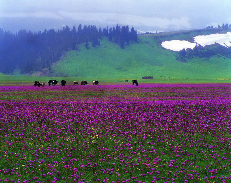 Cows in Purple Field