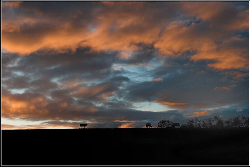 Cows in Silhouette