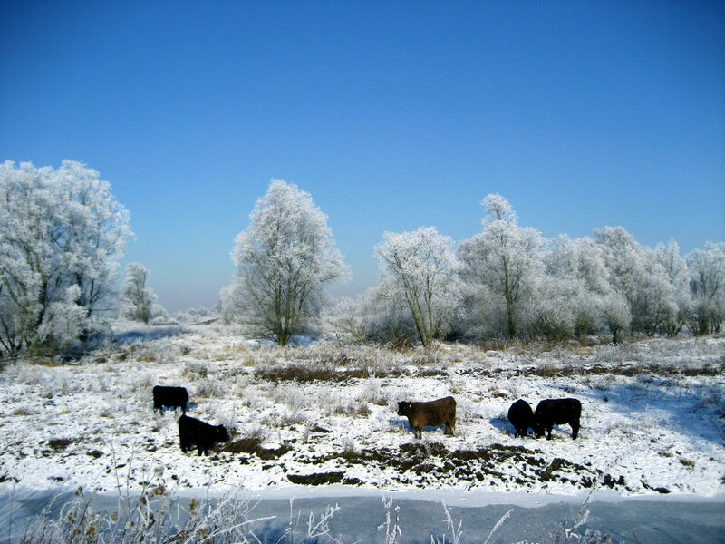 Cows in Snowy Field