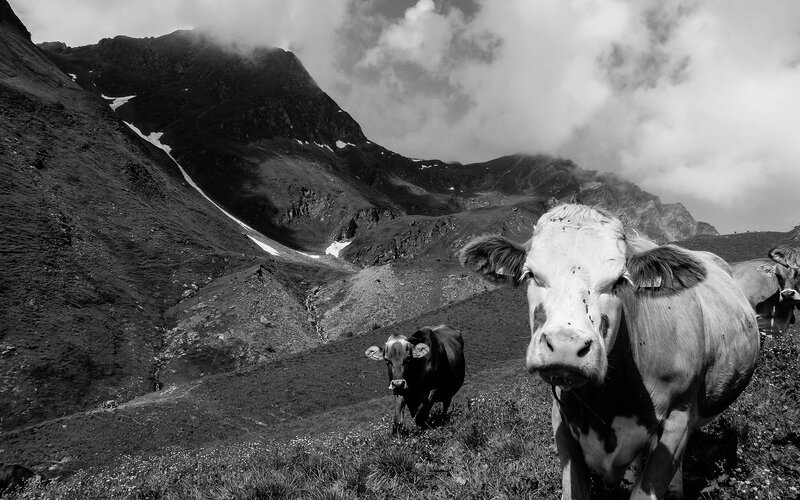 Cows in the mountains