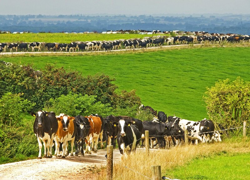 Cows on a Dirt Road