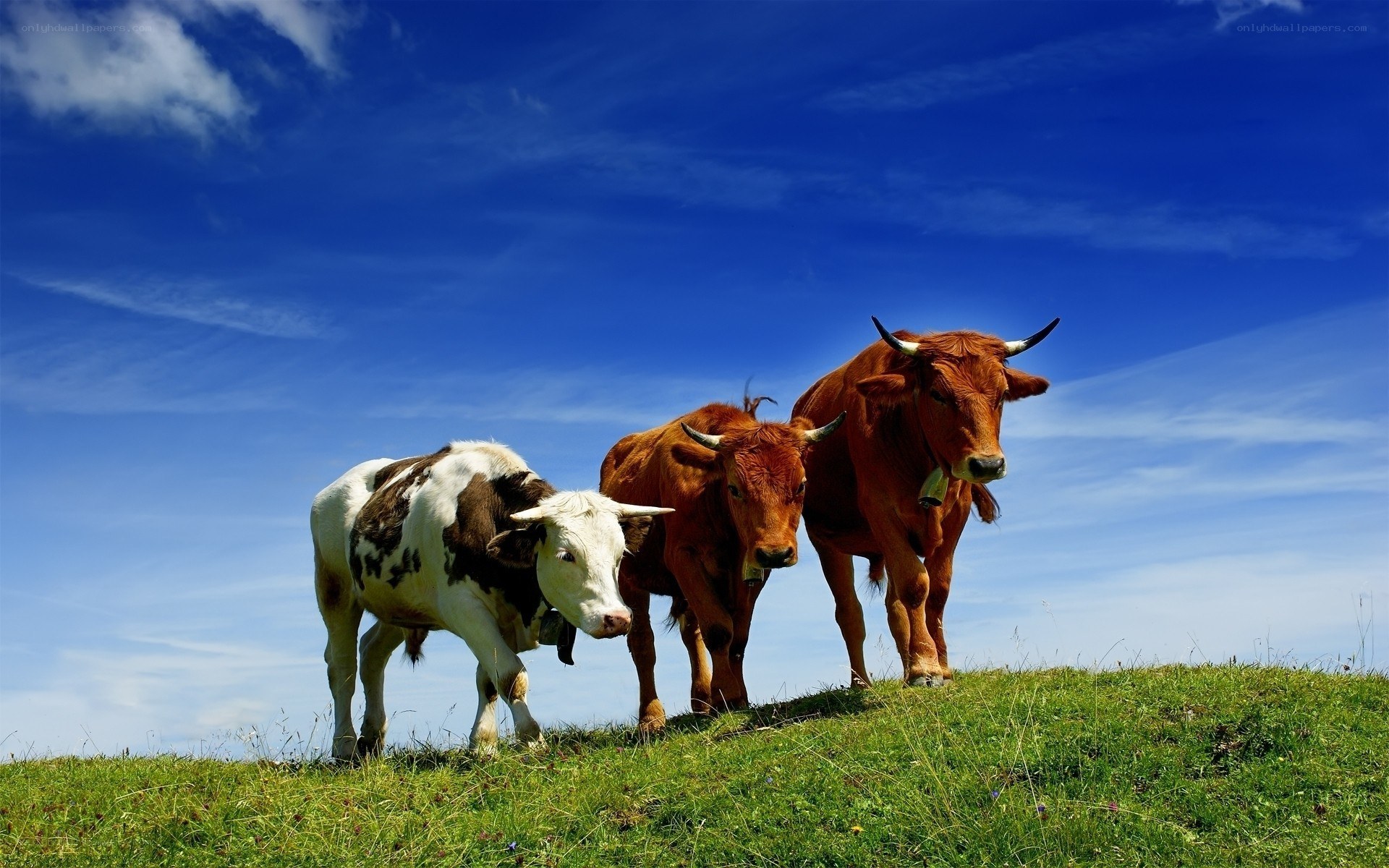 Cows on a grassy hill