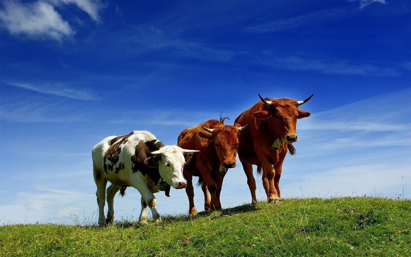 Cows on a grassy hill