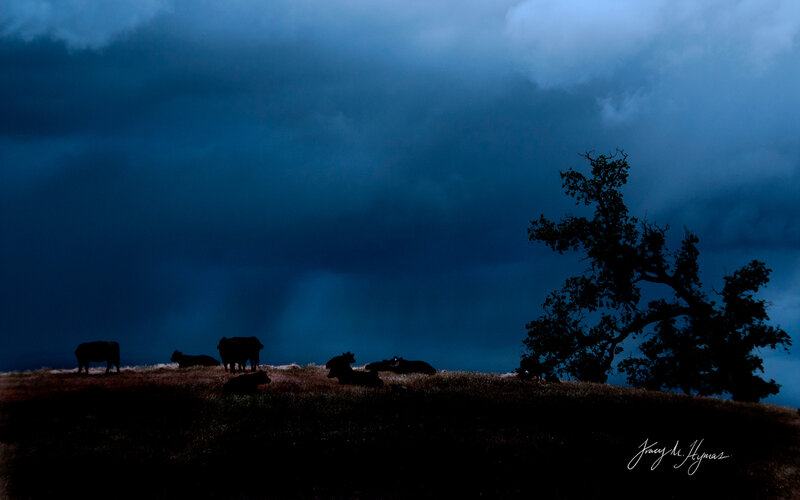 Cows on a Hill