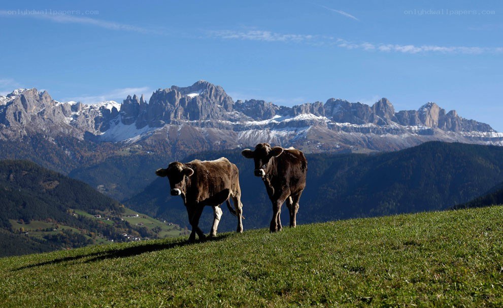 Cows on a mountain pasture