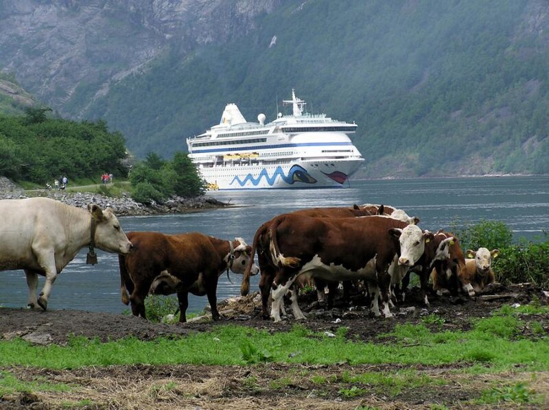 Cows on a Riverbank