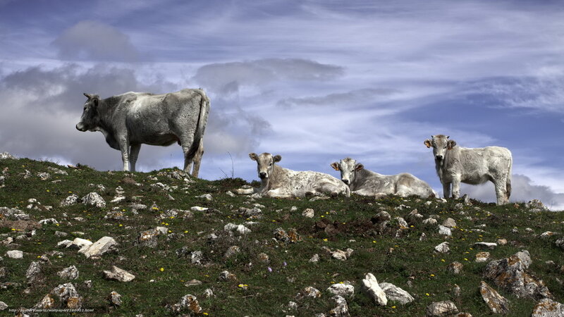 Cows on a rocky hillside