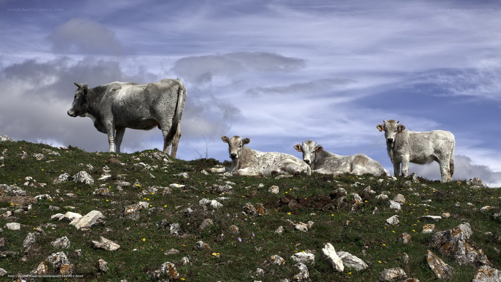 Cows on a rocky hillside