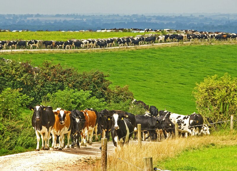 Cows on a rural road