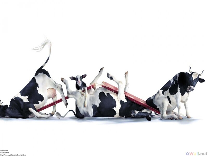 Cows on a Seesaw