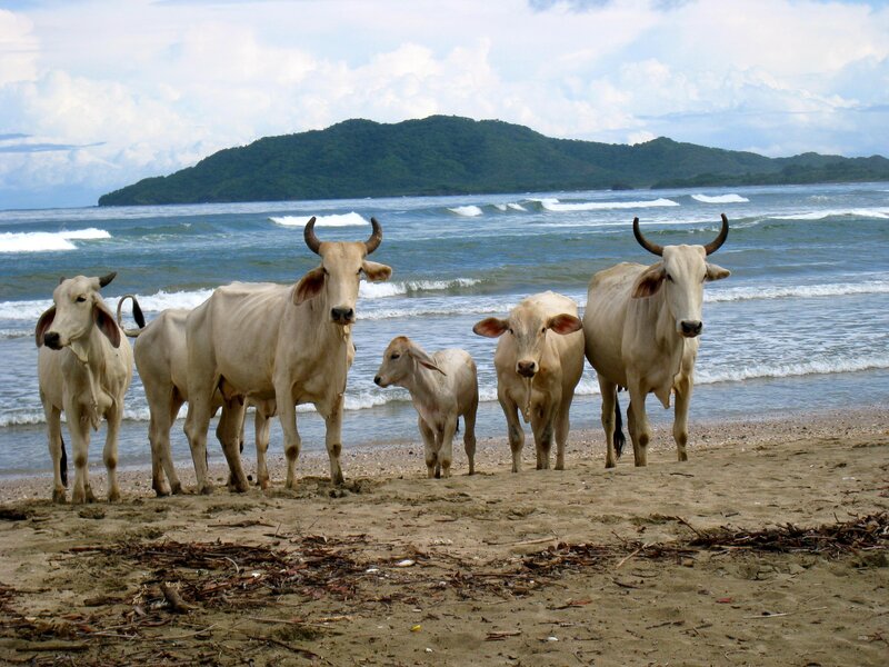 Cows on a tropical beach