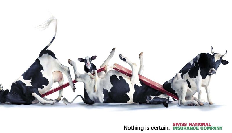 Cows on Seesaw