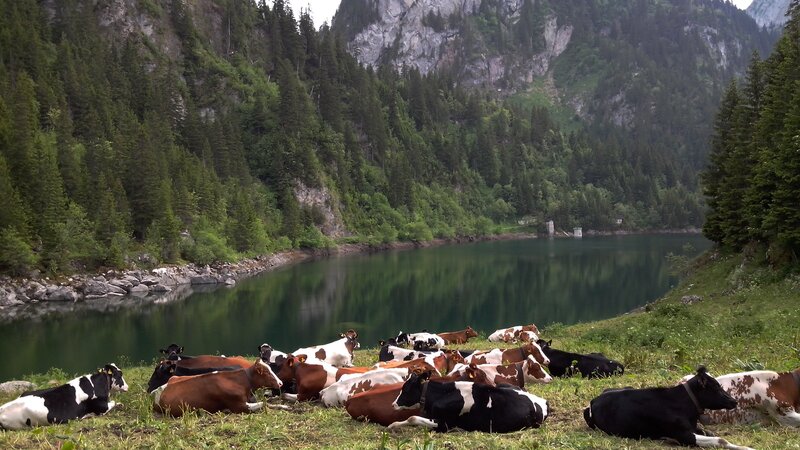 Cows resting by a mountain lake