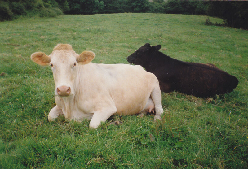 Cows resting in a field