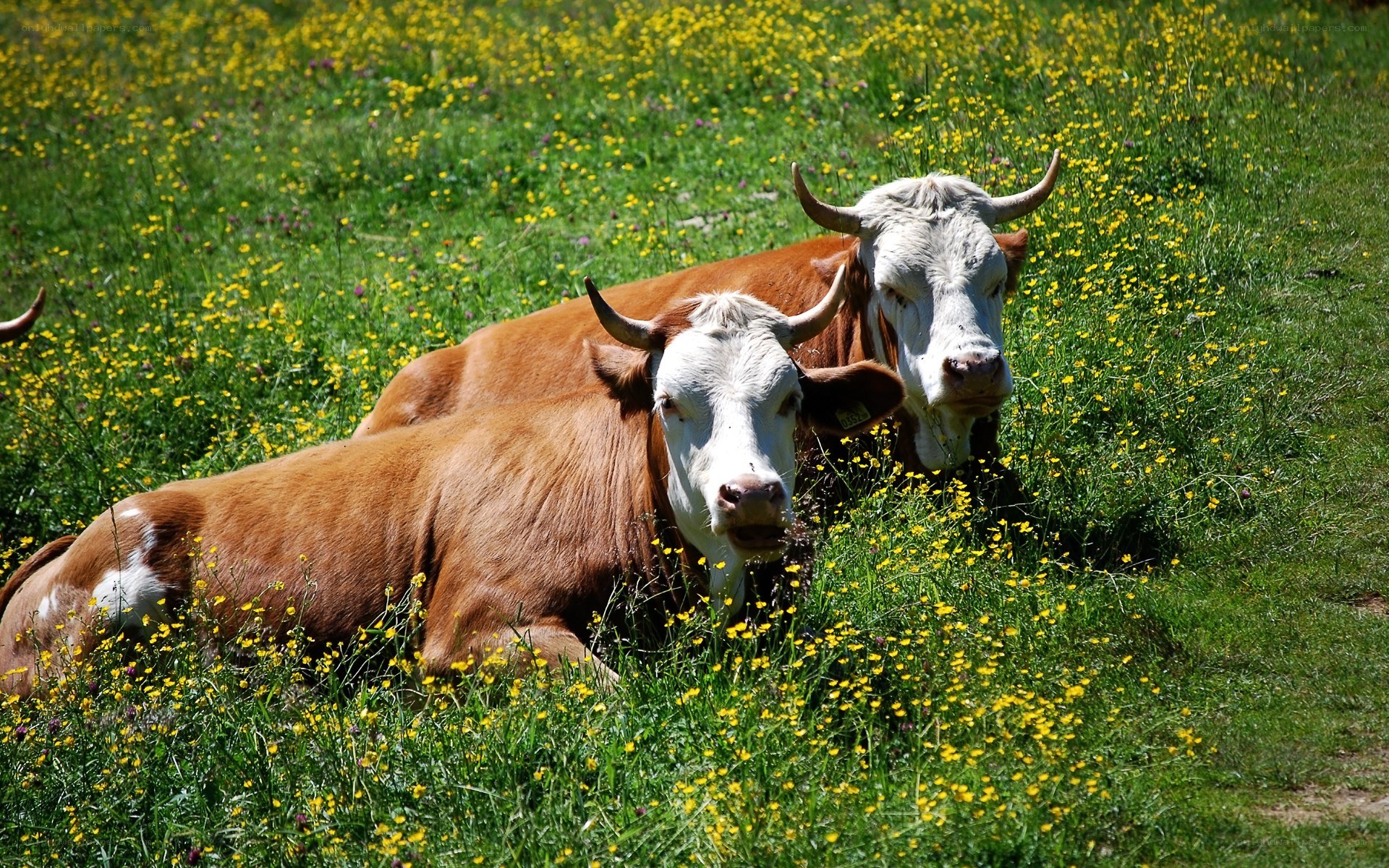 Cows resting in a flower field