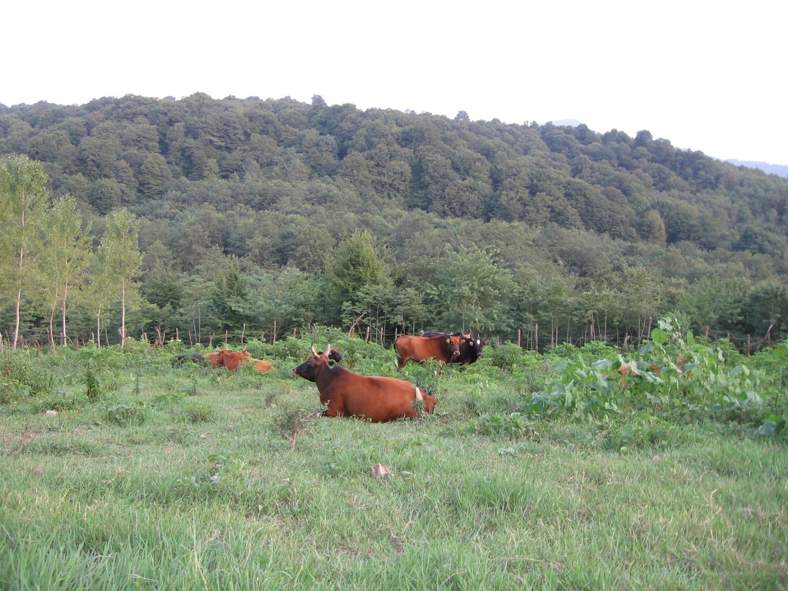 Cows resting in a grassy field
