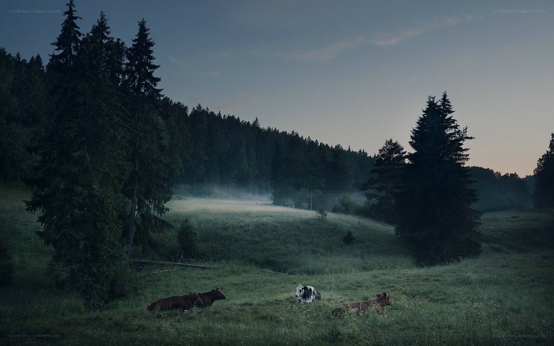 Cows resting in a misty meadow