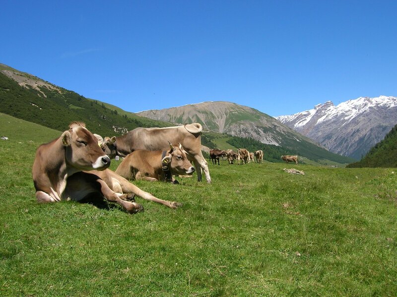 Cows resting in a mountain pasture