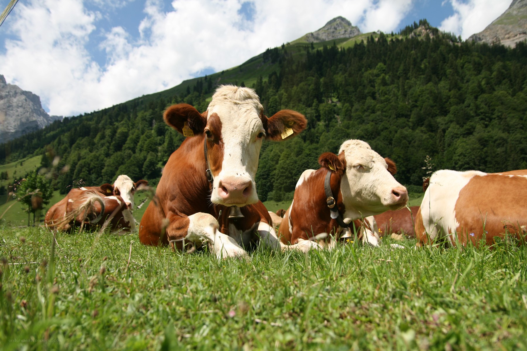 Cows resting in a mountain pasture
