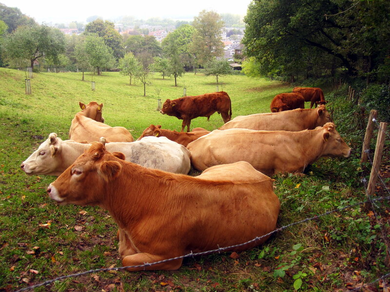 Cows Resting in Field — Green