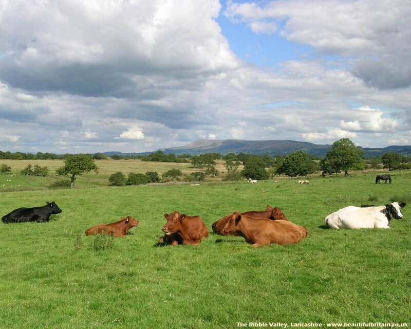 Cows Resting in Field