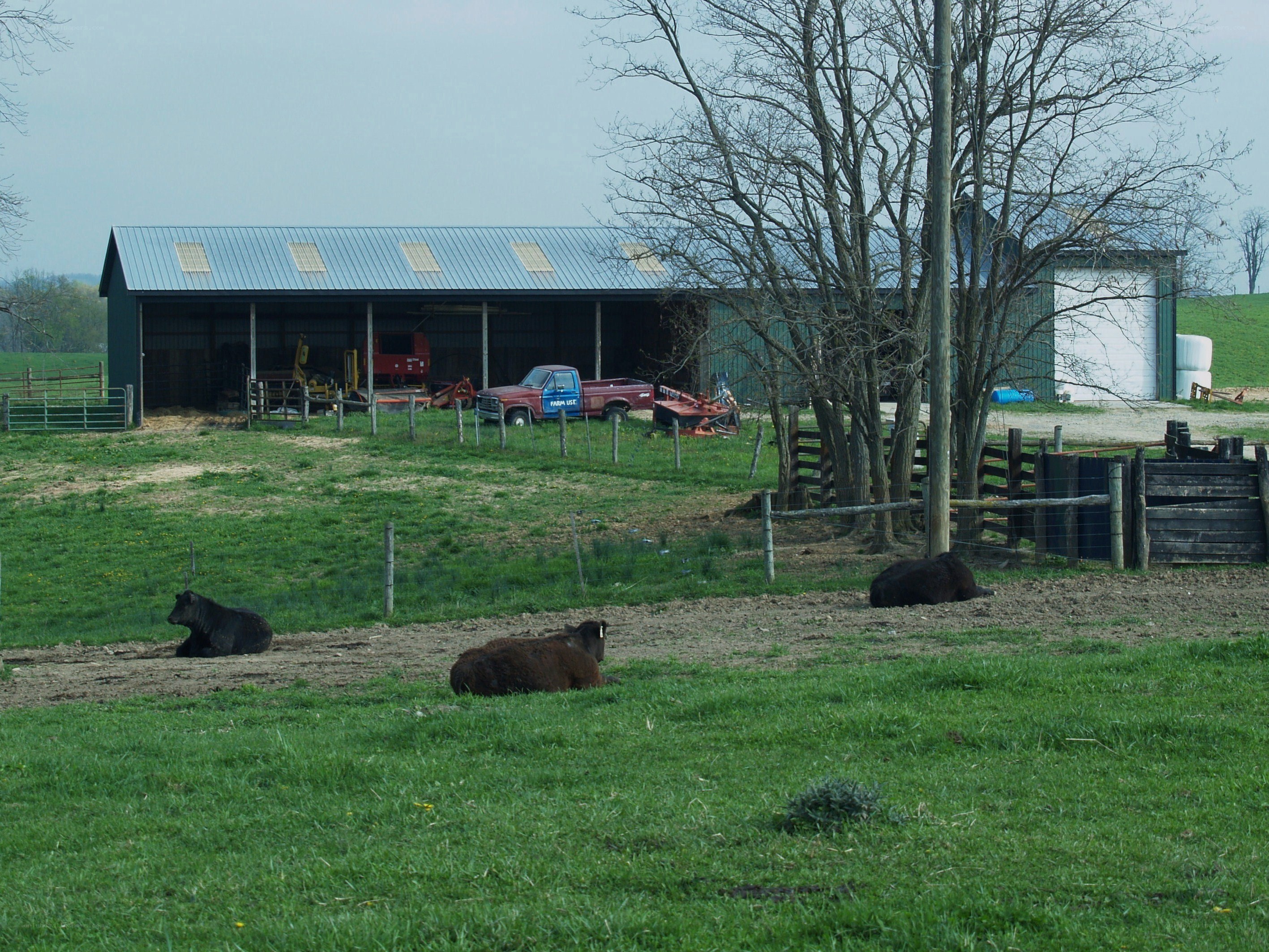 Cows resting on a farm