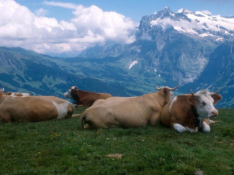 Cows Resting on Grass