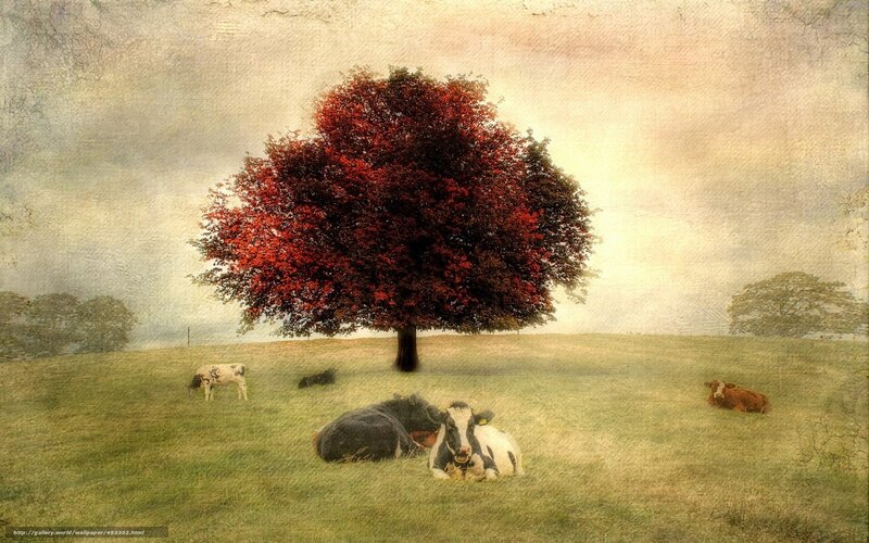 Cows resting under a red tree