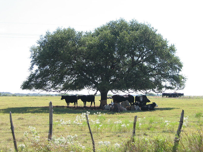 Cows resting under a tree