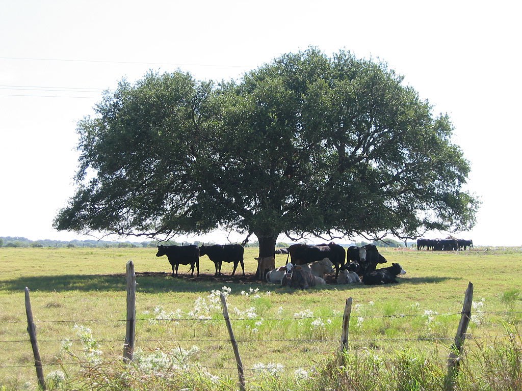 Cows resting under a tree