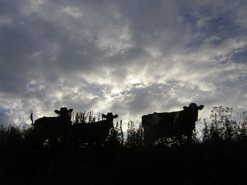 Cows silhouetted against cloudy sky