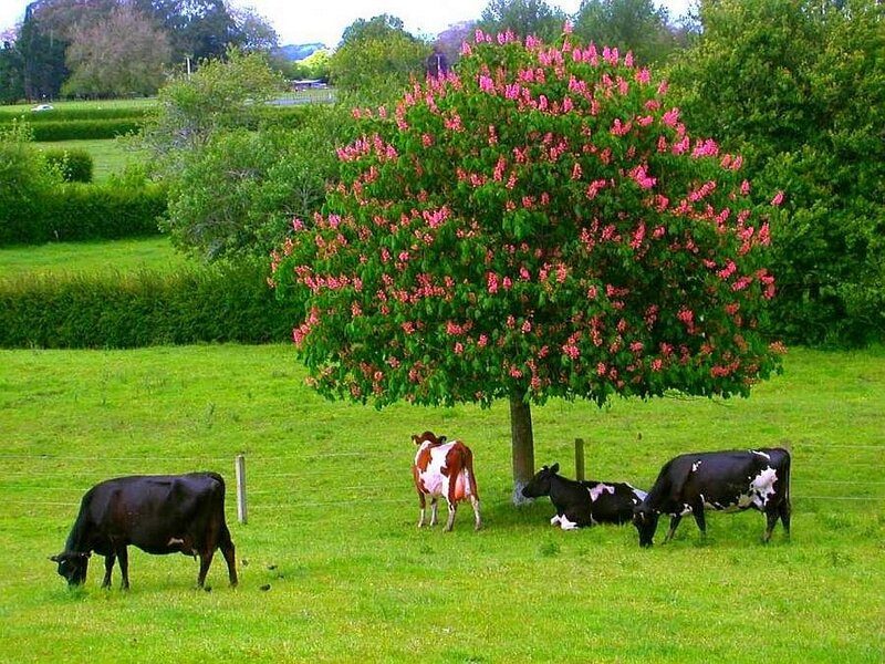 Cows under a flowering tree