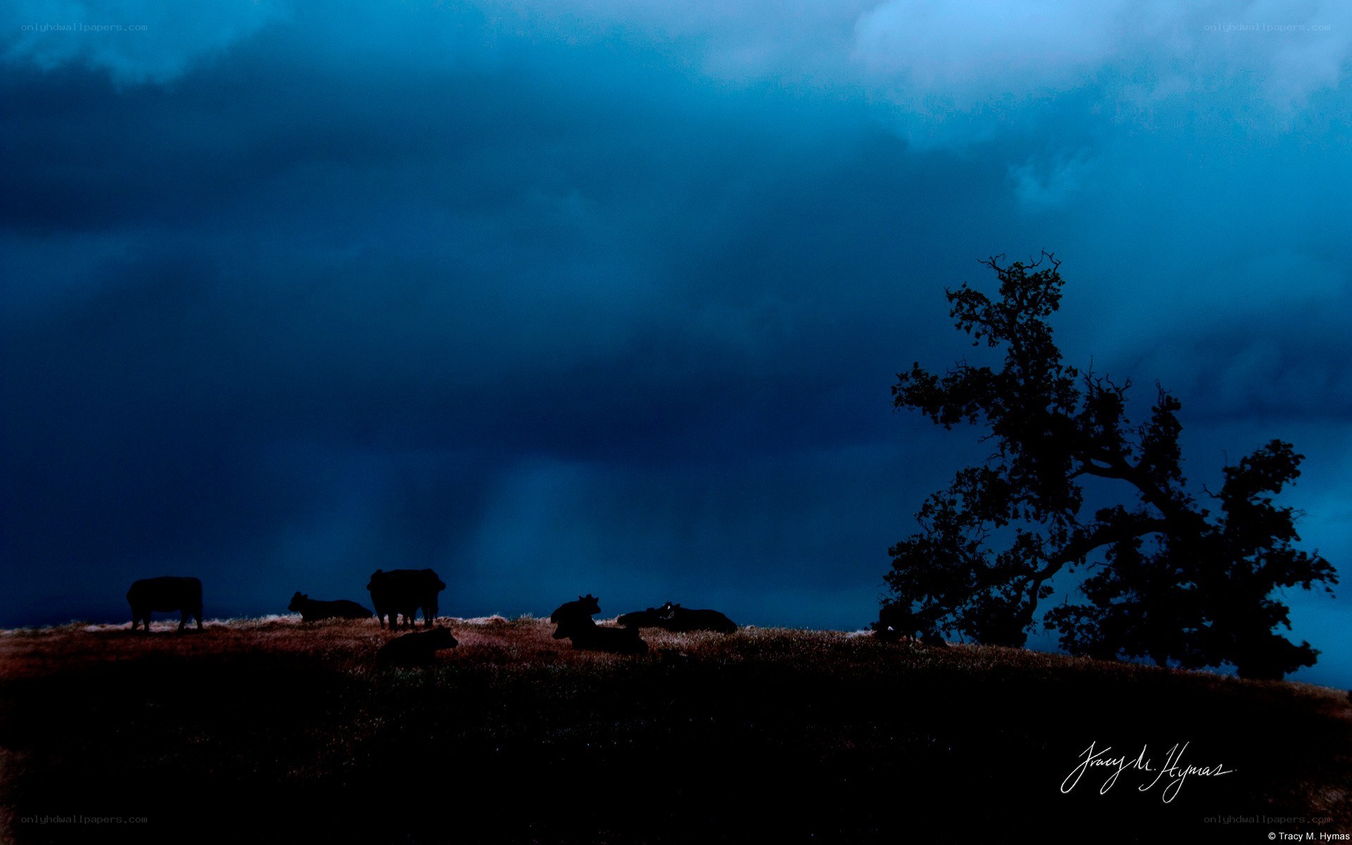 Cows under a stormy sky
