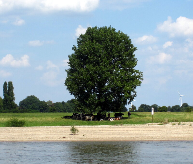 Cows under a Tree