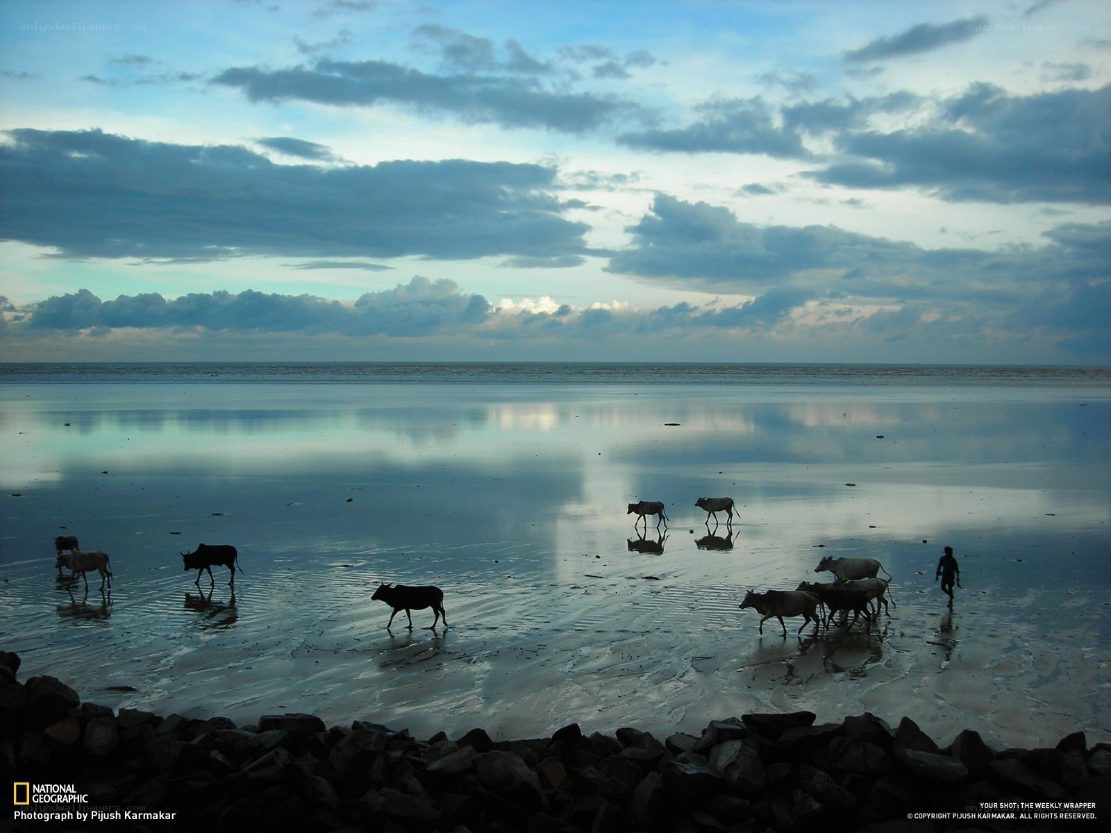 Cows walking on wet beach