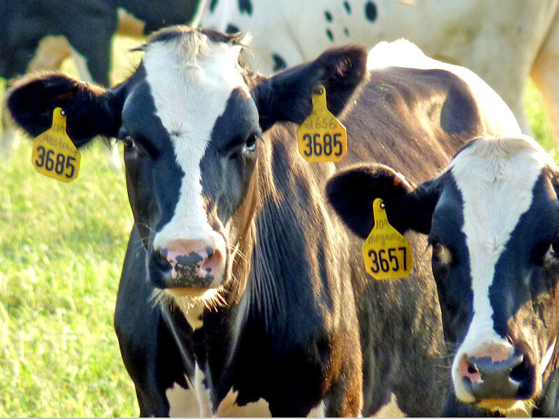 Cows with ear tags in a field