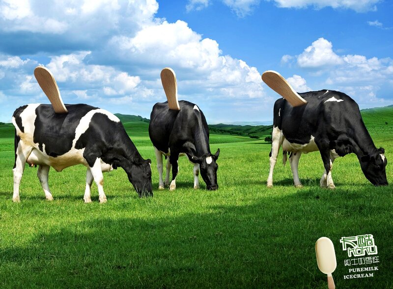 Cows with ice cream sticks