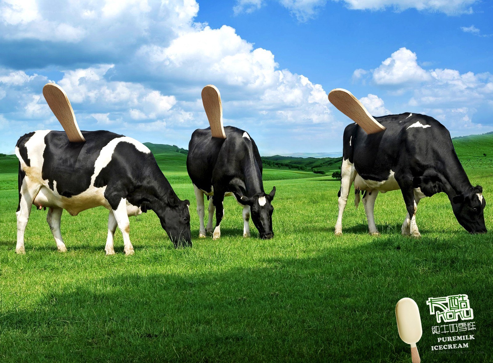 Cows with ice cream sticks