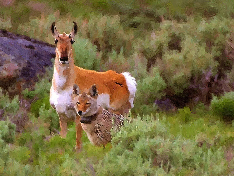 Coyote and Antelope