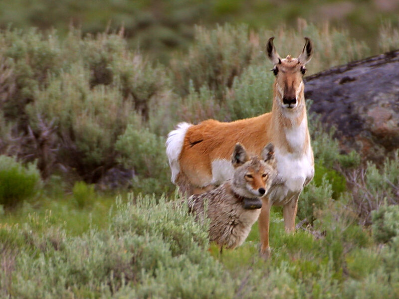 Coyote and Pronghorn