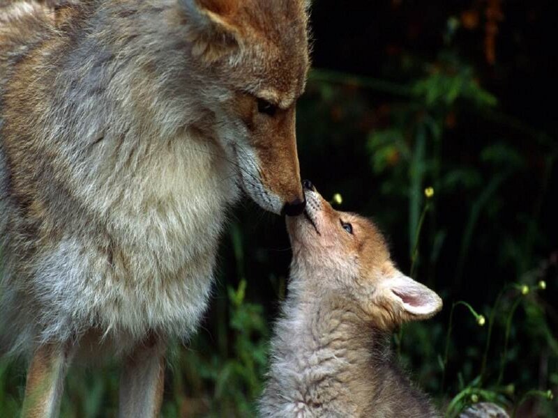 Coyote and Pup — Brown, Intimate, Photograph