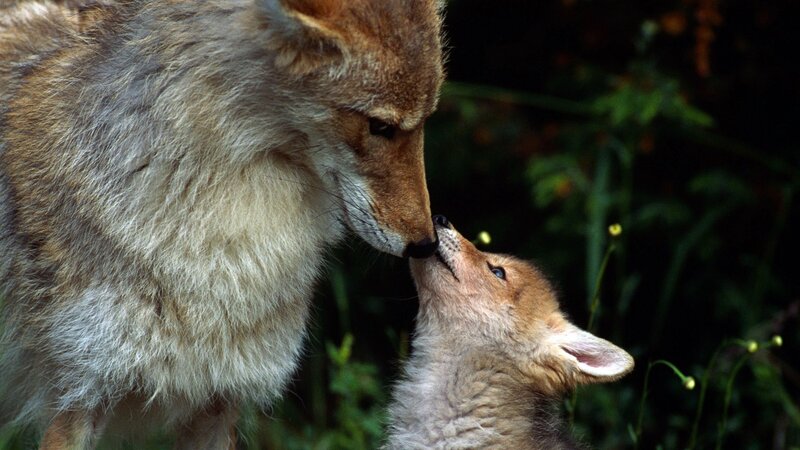 Coyote and Pup — Brown, Intimate