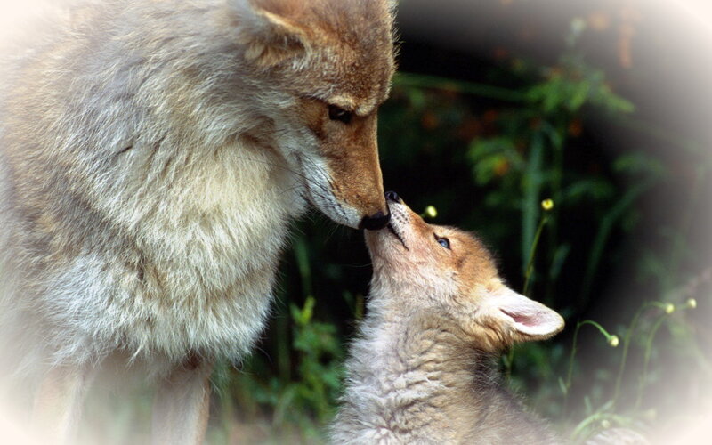 Coyote and Pup — Brown, Tender