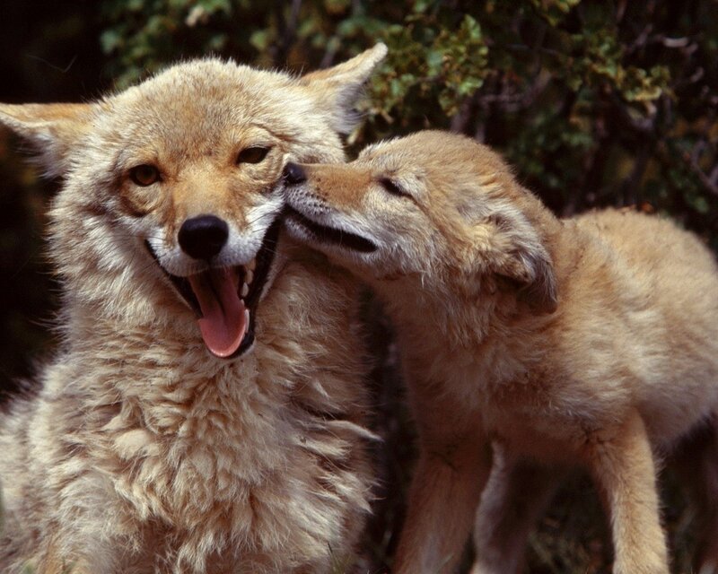 Coyote and pup interacting