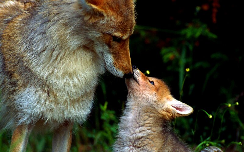 Coyote and Pup