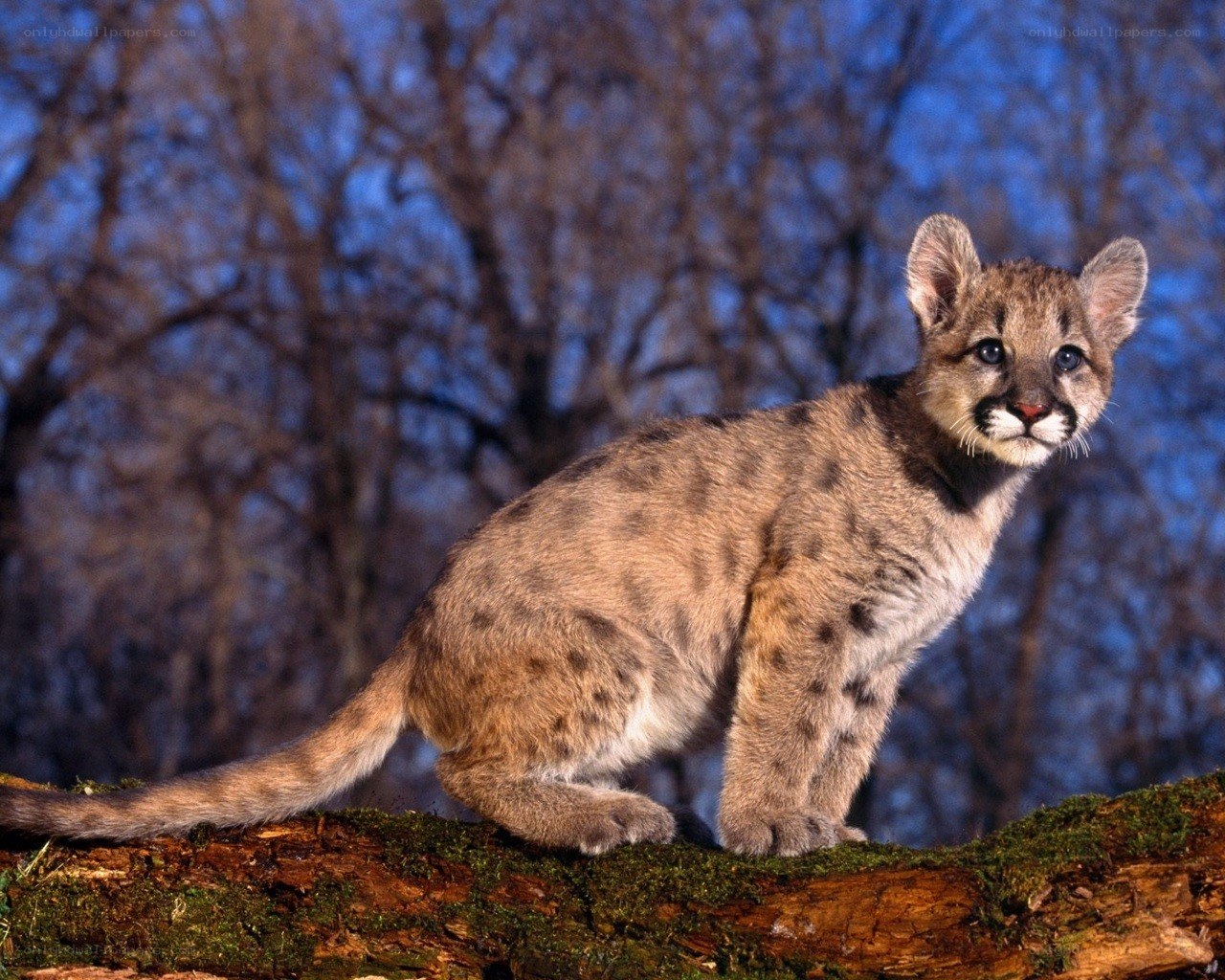 Coyote cub on a log