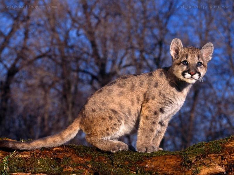 Coyote cub on a log