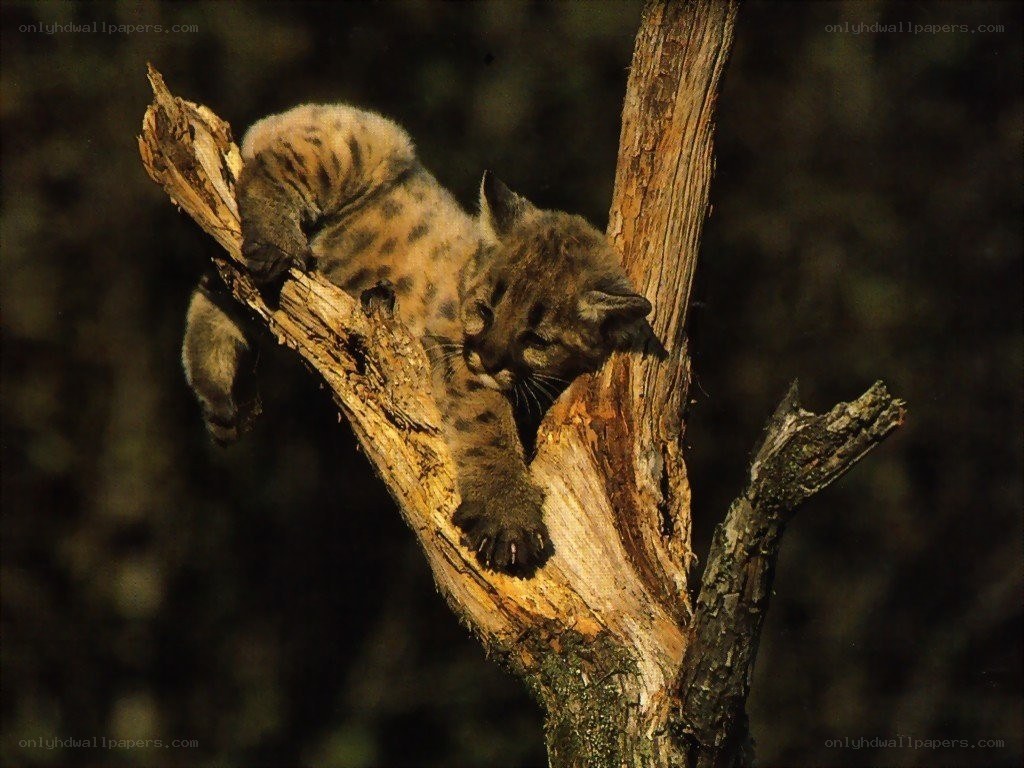 Coyote cub on a tree branch