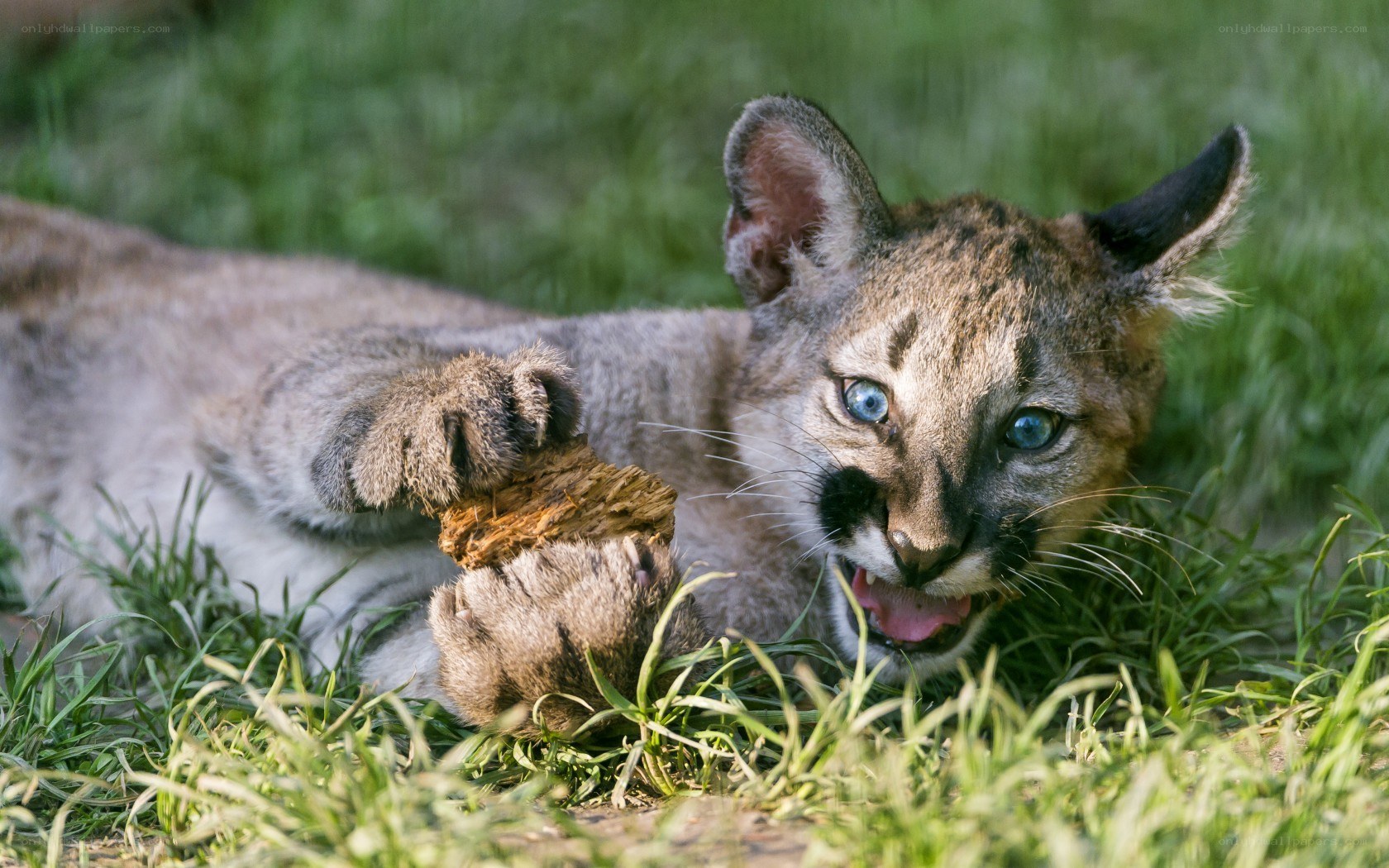 Coyote cub playing in grass