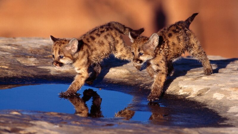Coyote cubs at a waterhole